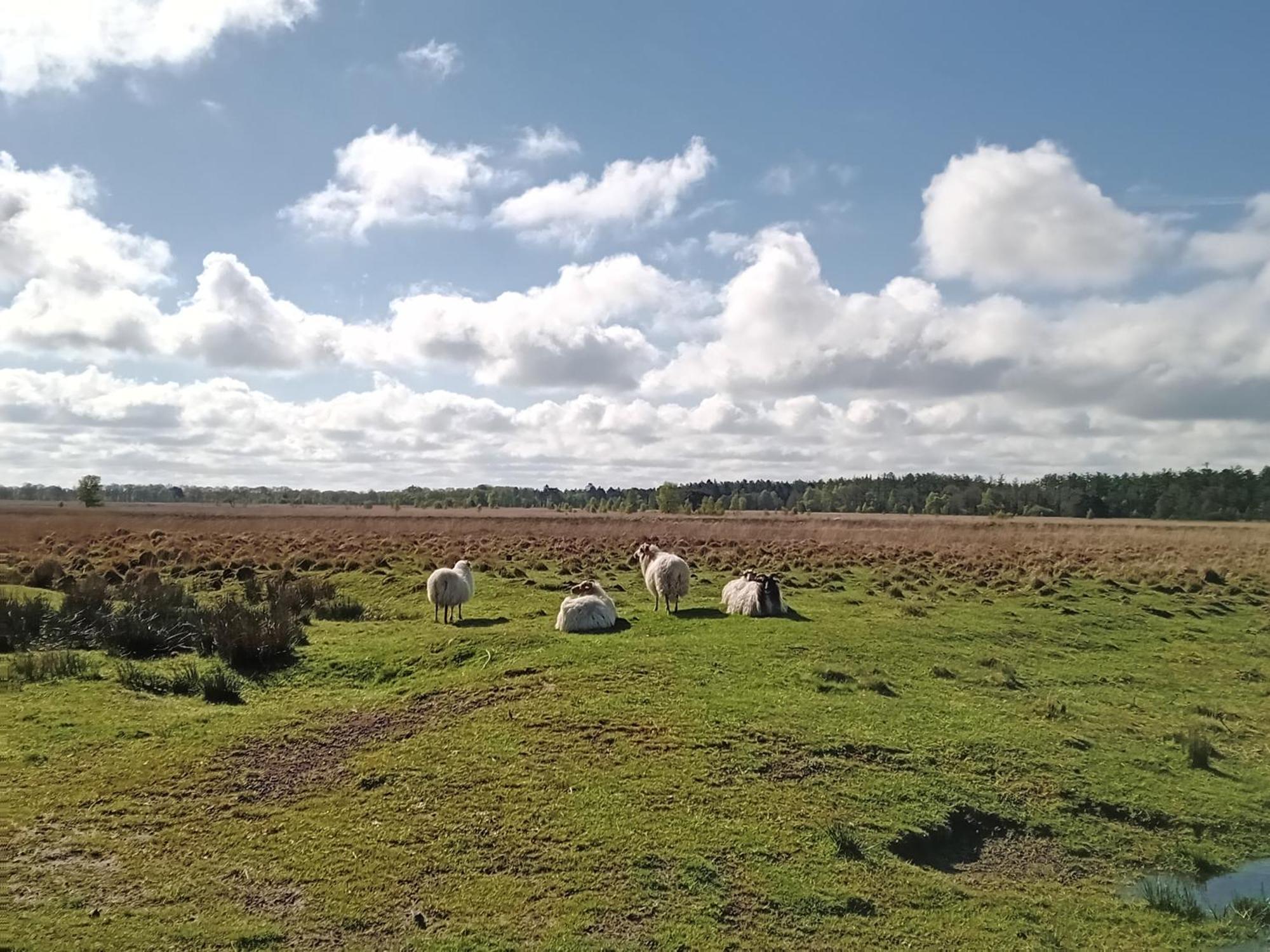Ruim Huisje Op Een Prachtige Plek Hemrik Exterior foto